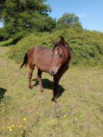 Vente de cheval : O'Gastby ushuaia blue 