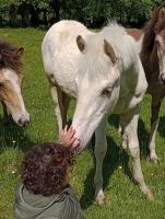Vente de cheval : OFFISHAL KHAL JOKER 