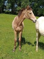 Vente de cheval : OUEST GALA JOKER 