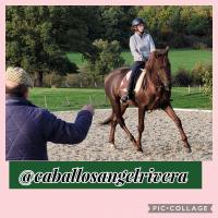 Cours de dressage et de Haute cole