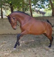 Vente de cheval : L'Athletik Agyp