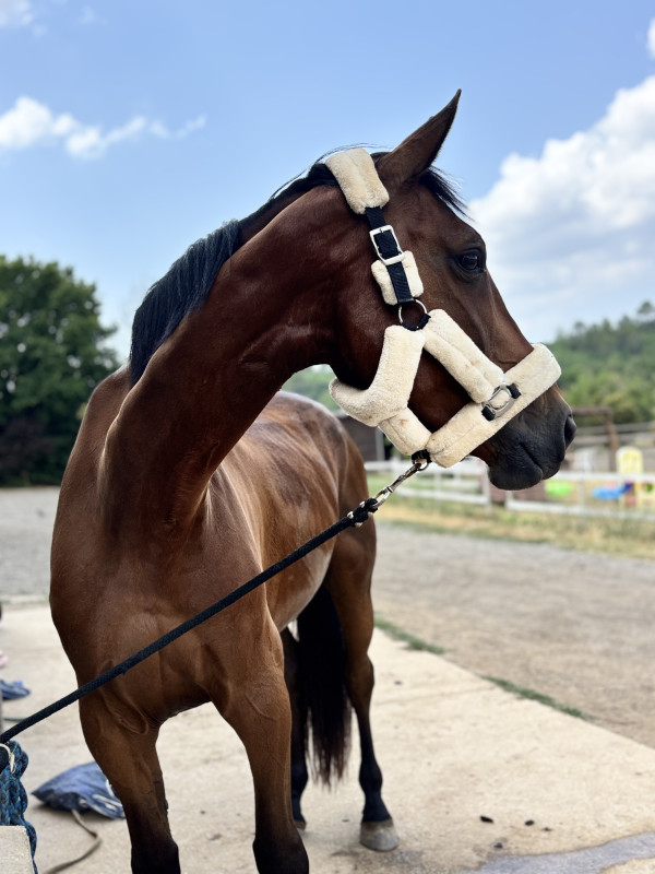 Vente de cheval : Lyrica du Beaupr 