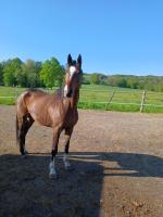 Vente de cheval : Jade