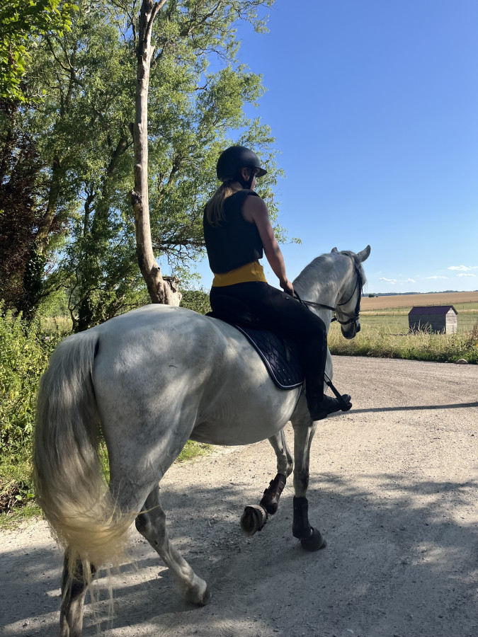 Vente de cheval : Cambio de Jas 