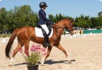 Vente de poney