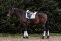 Vente de cheval : Lance