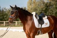 Vente de cheval : Winner 