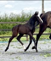 Vente de cheval : Texas