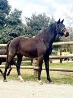Vente de cheval : Negretta de merindol