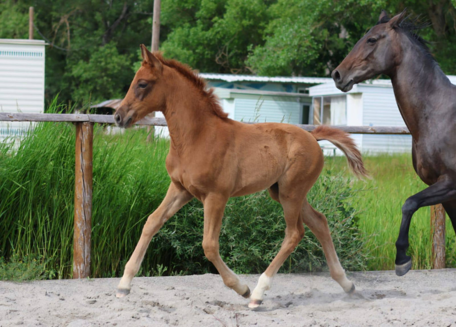 Vente de cheval : Kali du moulin