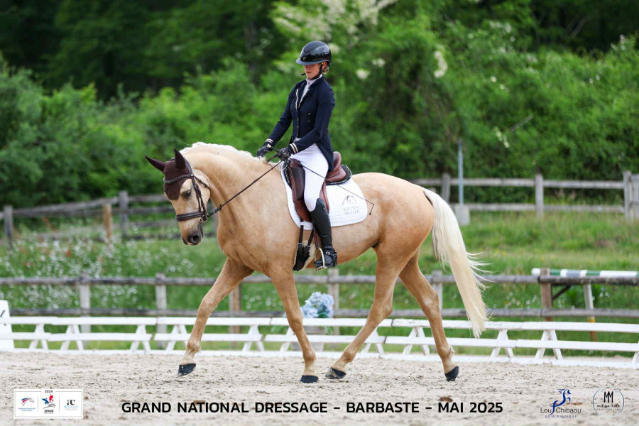 Vente de cheval : Lancelot