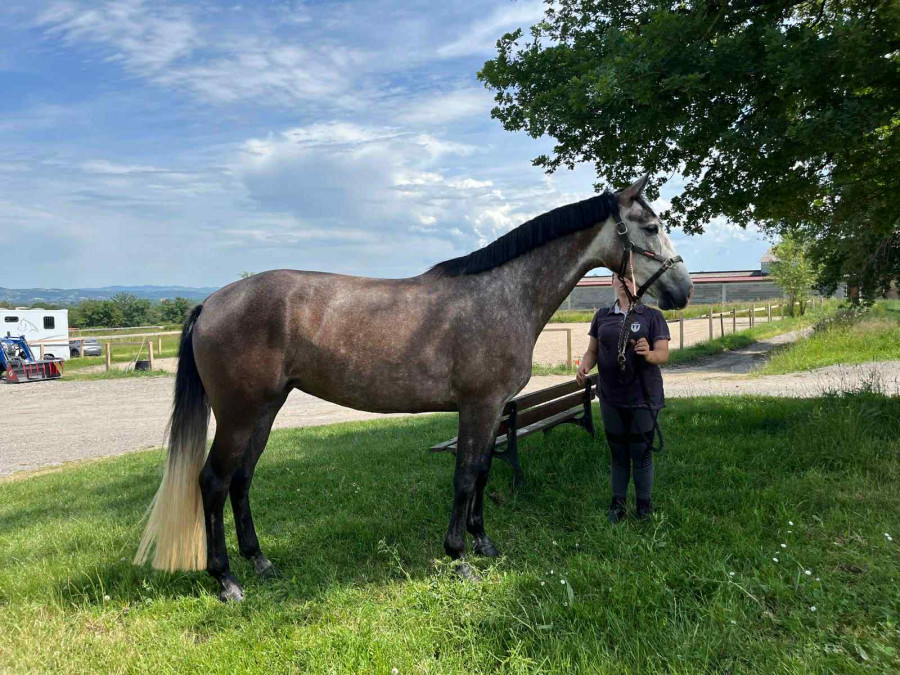 Vente de cheval : mon excellence 
