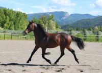 Vente de cheval : ninja
