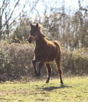Vente de cheval : olympea la passion