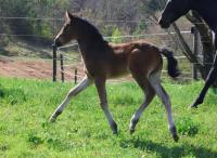 Vente de cheval : Priam