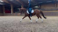 Vente de poney