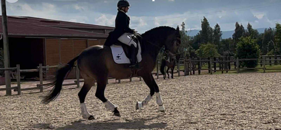Vente de cheval : Oringo