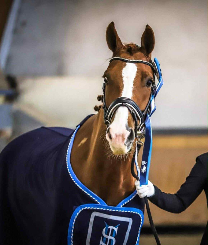 Vente de cheval : Danjano