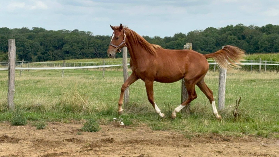 Vente de cheval : oxbow