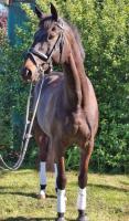 Vente de cheval : Fandreo