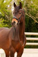 Vente de cheval : Apalachee