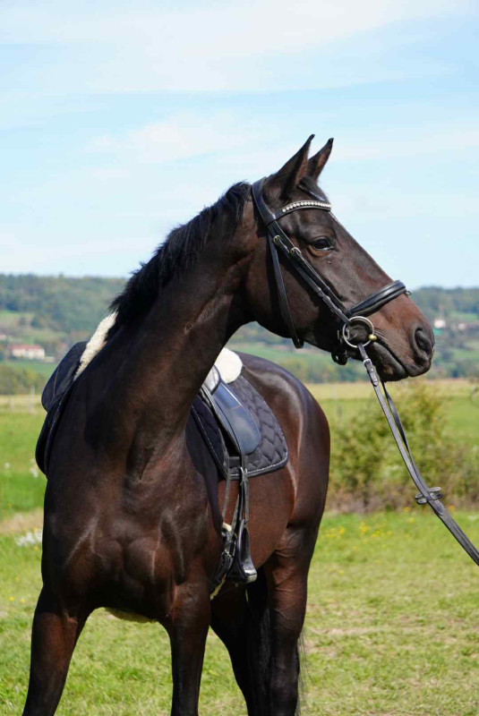 Vente de cheval : Kristen