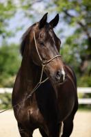 Vente de cheval : Kazz