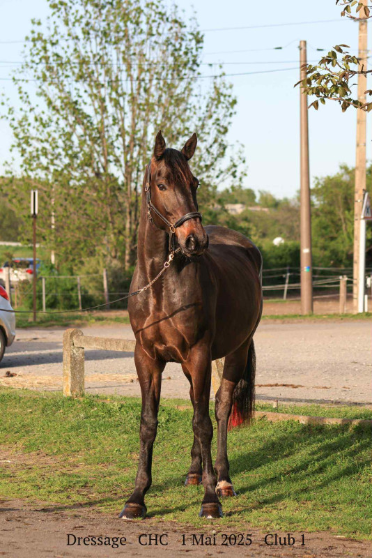 Vente de cheval : Lotus