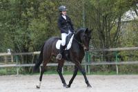 Vente de cheval : Hermes de Caham