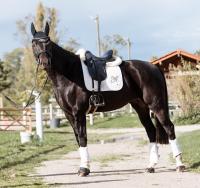 Vente de cheval : -
