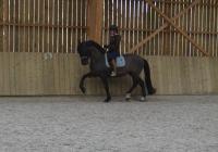 Vente de cheval : Titan