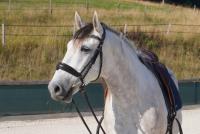 Vente de cheval : Jak