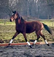 Vente de cheval : Rock N roll