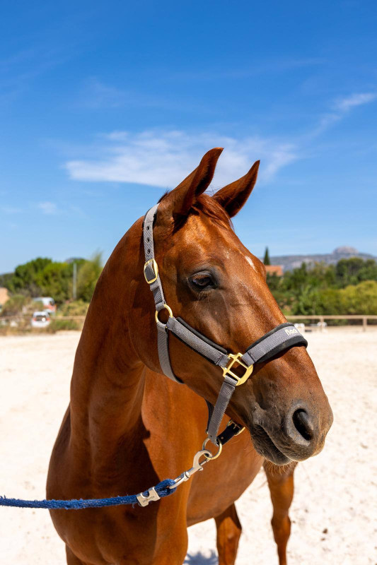 Vente de cheval :  Frst Kupferhammer