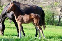 Vente de poney