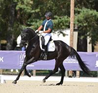 Vente de cheval : Only 