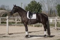 Vente de cheval : Luciano de merindol