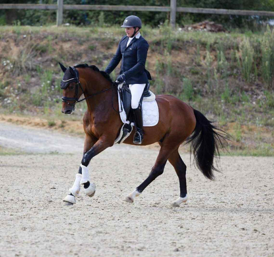 Vente de cheval : Midnight