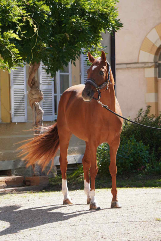 Vente de cheval : Ide Lumineuse