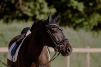 Vente de cheval : Reale