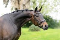 Vente de cheval : feeling