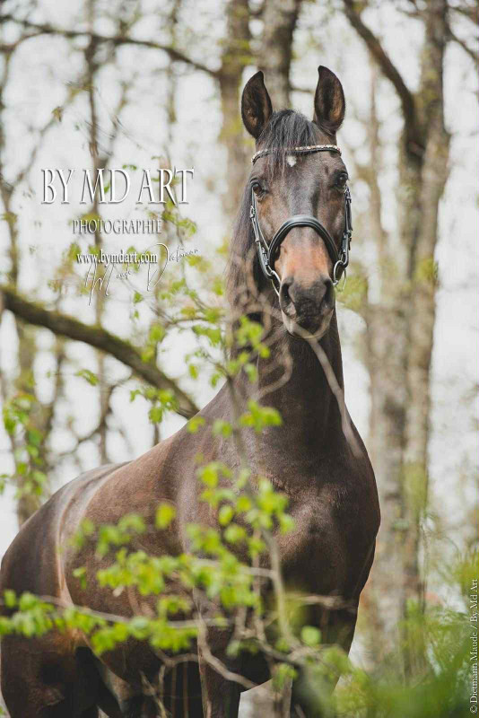 Vente de cheval : brandi