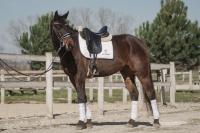 Vente de cheval : Farell mill d'arx