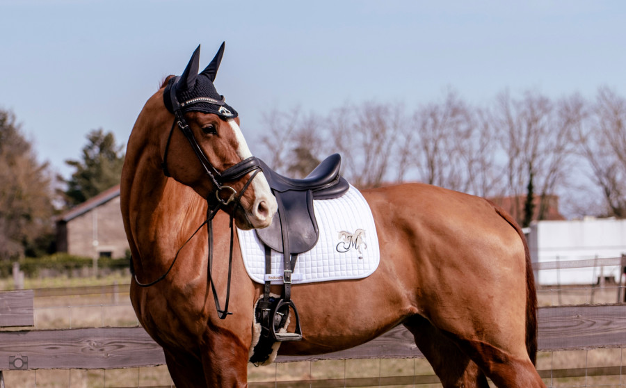 site de rencontre equestre gratuit