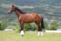 Vente de cheval : Kannoby
