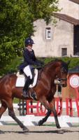 Vente de cheval : let it be
