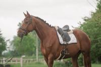 Vente de cheval : Lavira