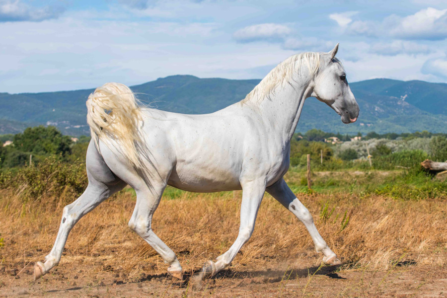 Vente de cheval : Enee Maestoso oceane