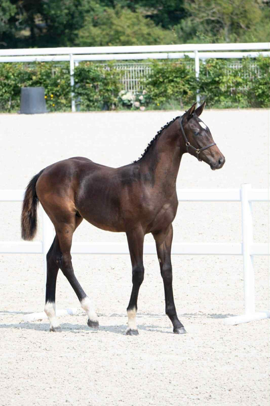 Vente de cheval : pelikan