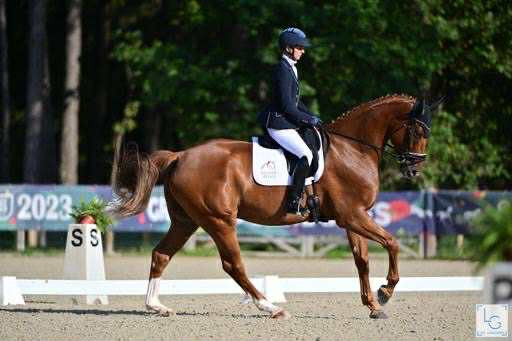 Vente de cheval : Lasco